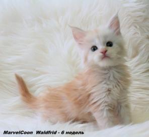 Мейн-кун котята для Вас!