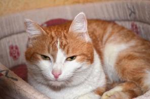 Роскошная молоденькая кошка Сакура, бело-рыжая красавица в дар в добрые руки
