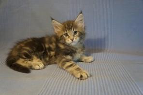 Элитные котята породы Мейн кун из питомника