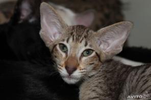 Питомник ориентальных кошек Hathor