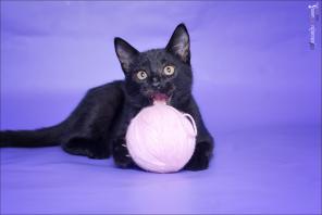 Котенок Лилу в добрые руки