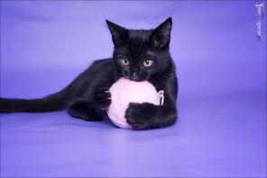 Котенок Лилу в добрые руки