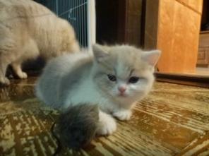 британские котята немецких кровей