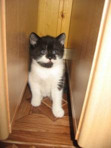 Котята с открытки в добрые руки