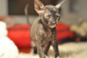 корниш рекс котята