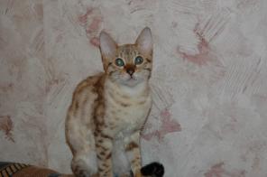 Снежный бенгальский котик для души