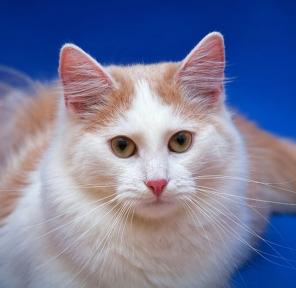В дар нежный котик Алекс