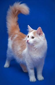 В дар нежный котик Алекс