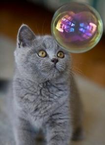 Британские котята