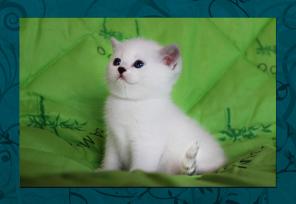 Британские котята