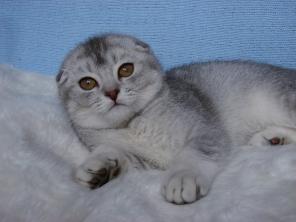 Роскошные шотландские котятки серебристых окрасов