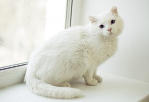 Белый кот с голубыми глазами в добрые руки