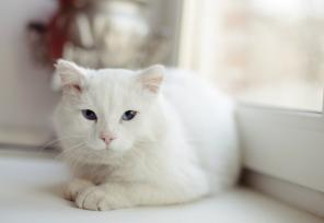 Белый кот с голубыми глазами в добрые руки