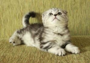 Котята Шотландской породы