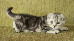 Котята Шотландской породы