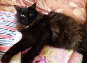 Котик Тема