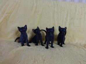 Продаются котята редкой породы Уральский рекс