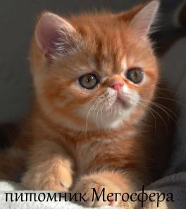 Экзотические короткошерстные котята