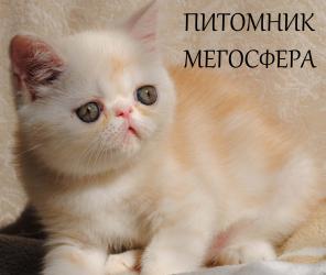 Экзотические короткошерстные котята