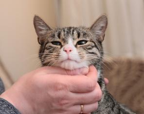 Кошечка Холли ищет дом
