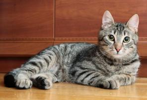 Котики Дарси и Бингли ищут дом