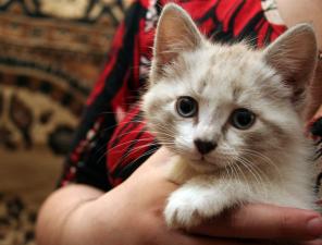 Котенок в добрые руки