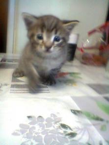 Маленький котенок крошка ищет замечательных хозяев