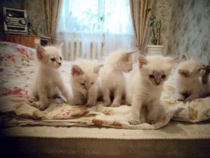 Котята породы Невская Маскарадная