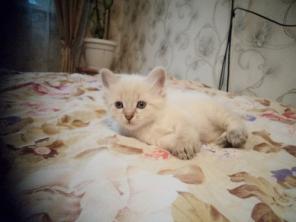 Котята породы Невская Маскарадная