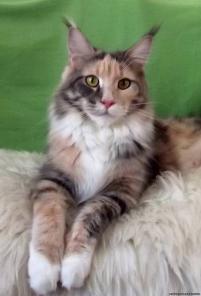 Красивые котята породы мейн кун