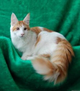 Красивые котята породы мейн кун