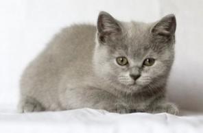 Британские котята
