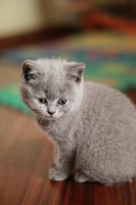 Британские котята