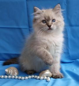 Невские маскарадные котята