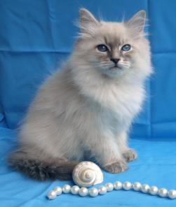 Невские маскарадные котята