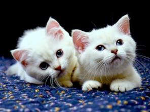 Продажа британских котят