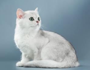 Британская шиншилла