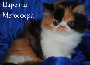 Персидские и экзотические котята