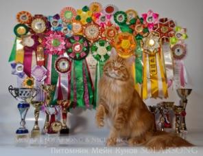 Котенок Мейн-кун от чемпионов, стерилизованная.