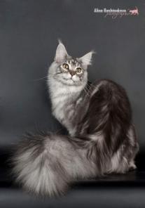 Котенок Мейн-кун от чемпионов, стерилизованная.