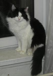Кот-красавец