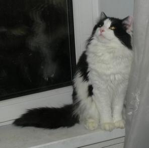 Кот-красавец