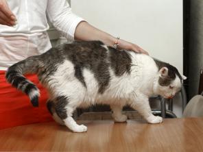 Василий, шикарный солидный кот для солидных людей! В дар в добрые руки