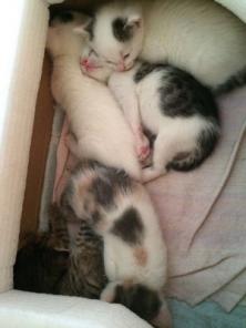 Котенок. Качественный.