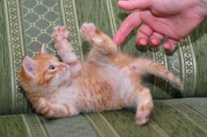 Котенок АДИДАС в дар!
