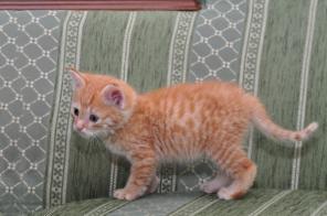 Котенок АДИДАС в дар!