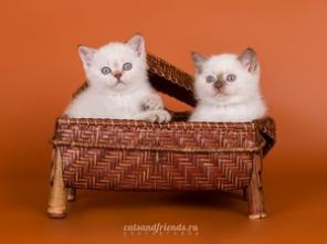 Котята шотландские на продажу