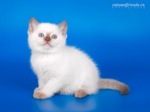 Котята шотландские продаются