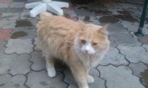 отдам в добрые руки красавицу кошку