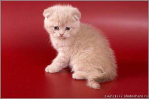 клубные котята питомника"sweettoy"